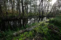 Moosgrün accommodation-charming small apartment- vacation apartment Atelier Hotels in Furstenberg/ Havel