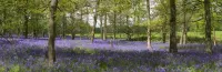 Avalon House B&B Hotel a New Forest District