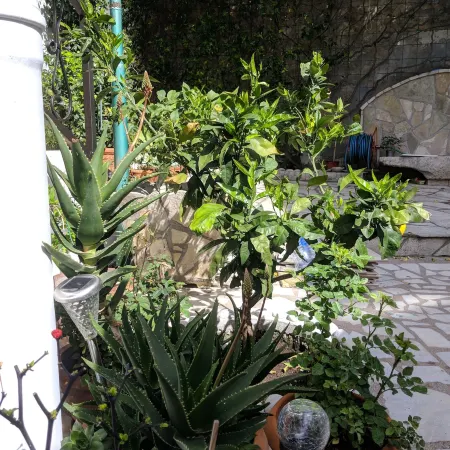 Casa Alea
