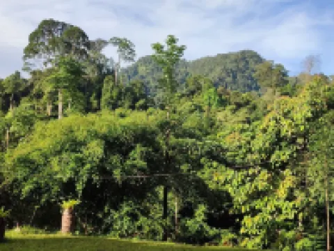 Green Forest Tangkahan Hotels in Langkat Regency