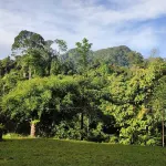 Green Forest Tangkahan Hotel di Namu Sialang