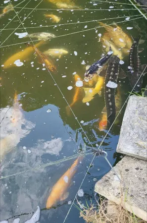 Beautiful Self Contained Cottages in Westbury Отели рядом с достопримечательностью «Yellowtail Camping»