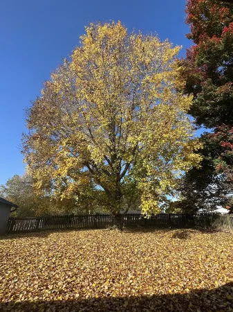 Charming 4 bedroom - 5 minute walk to downtownDog friendly)