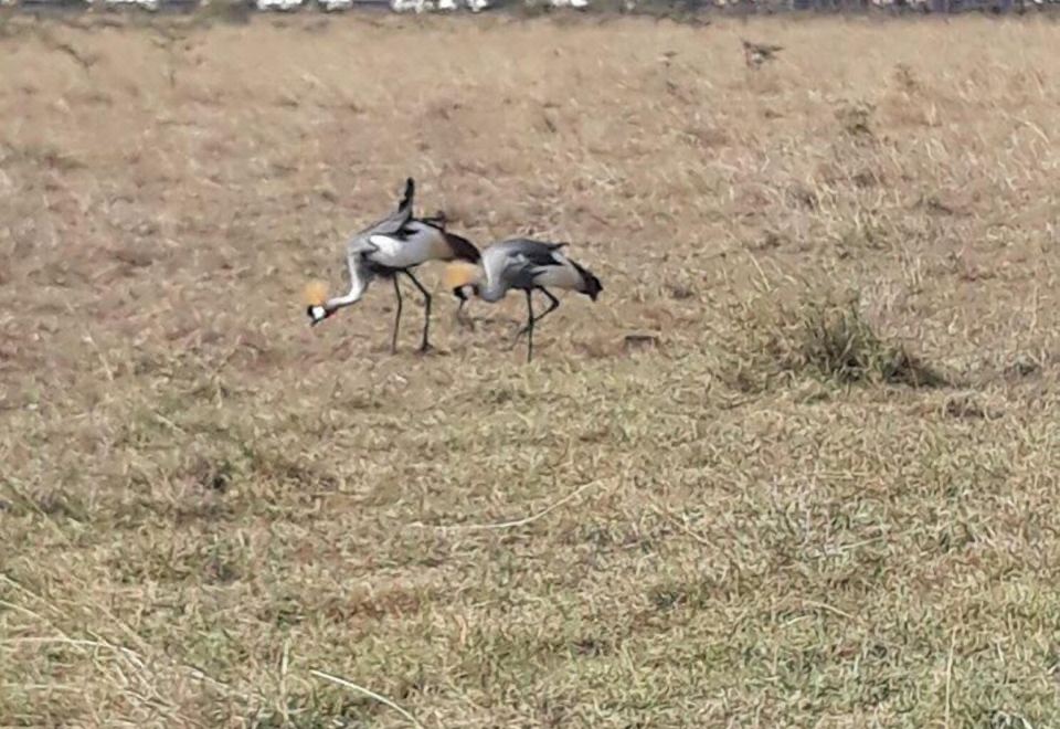 팜 에어포트 스위트