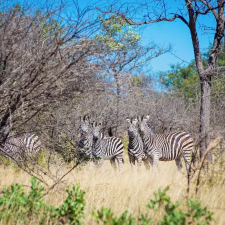 Dakeni Game Farm