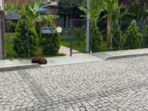 Hotel Varla Hotels in Kutaisi