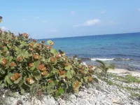 Serenity on the Bay1 - One Bed Airport Supermarkets Shops and Restaurants Close! Hotels in Cayman Brac