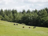 Lake Farm Cottage Hotels in Markington with Wallerthwaite