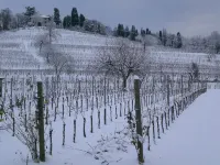 Agriturismo Giorgio Colutta Hotels in Buttrio