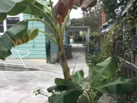 In the Heart of Historic New Smyrna Hotels near Sugar Mill Country Club