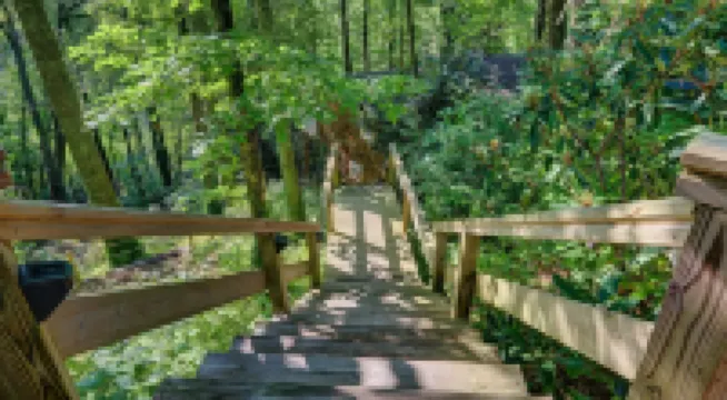 Mountain Laurel Tree House