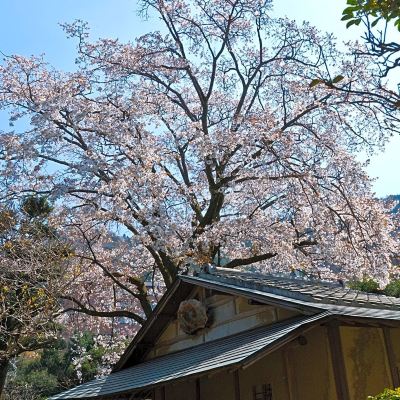 庭 箱根湯本温泉 吉池旅館の写真