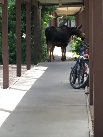 Secluded Jackson Hole Area Escape; views of Tetons, near ski hills & Yellowstone Отели в г. Уилсон