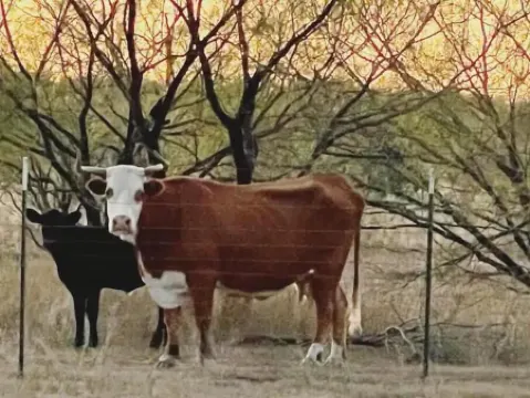 Peaceful country retreat by Rocky Creek