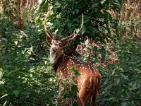 King Jungle Walk Safari &  Home Stay Hotels in Meghauli