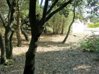 Les Algues