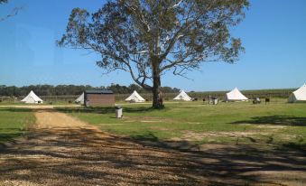 a group of white tents are set up in a field with trees and a dirt road at Coonawarra Bush Holiday Park