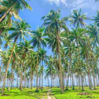 Presko Siargao Others