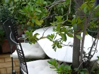 ラ テラッツァ デイ ペラルゴニ B&B