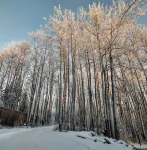 Cozy Alaskan Cabin, with rare Northern Lights views...