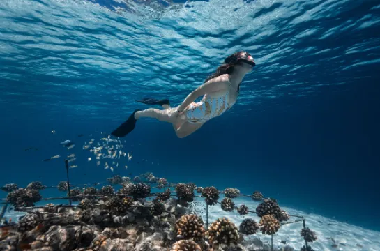 Fushifaru Maldives Photos