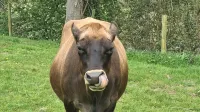 Viking Sleeping Barrel Hotels in Umberleigh