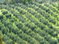 Apartment in Umbria near Montefalco Winery - Homestays
