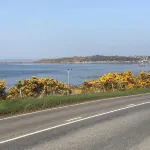 Broomlea