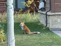 Jackson Hole condo in the Aspens. A retreat close to Nat. Parks & JHMR, King Bed - Wifi