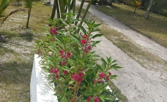 a variety of plants and flowers are displayed in a rectangular pot on a table at The Sanctuary