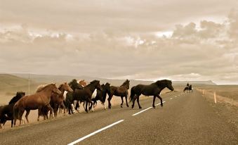 Seljalandsfoss Horizons