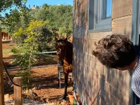 Tiny House Loule Algarve