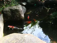 Nakamura Ryokan Hotels in Yamanashi