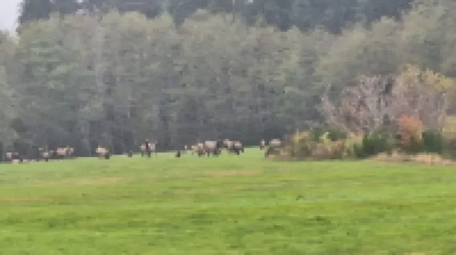 Comfy PNW escape in town - quiet and peaceful, perfect for exploring Olympic NP