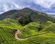 Sleepbox Hotel Hotels in Cameron Highlands