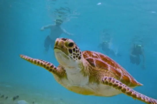 Amazing Ocean Views 2Bedroom, Beach Gear & 300MB Wifi. Superhost!!