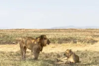 Ngorongoro Haven Inn & Safari Stride - Flughafentransfer