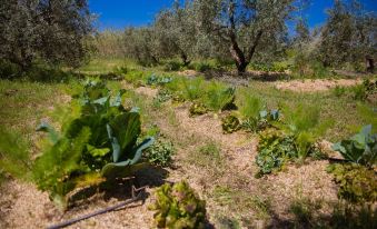 Agriturismo Biologico Piccapane