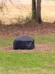 Peacans Grove