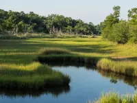 Marsh-view Cottage in the Woods: surrounded by majestic oaks, birdsong & marsh!