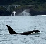 Peek-A-Boo Ocean Views and Full Kitchen - Charming Coastal Retreat
