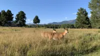 Cozy Mountain Studio close to Bigfork, Flathead Lake, Swan Lake