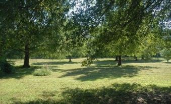 a lush green field with several trees and grass , creating a serene and picturesque setting at River Valley Rentals