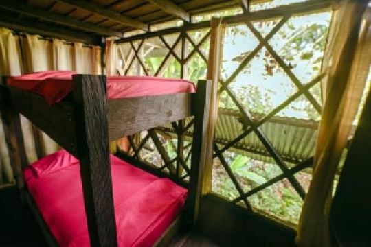 Single Bed In Mixed Dormitory Room Ayahuasca Photo
