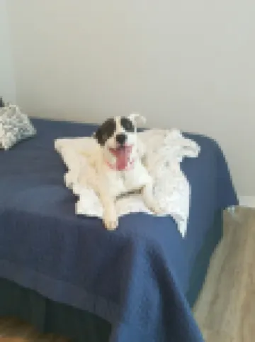 1ST STREET RETREAT UPDATED DOG FRIENDLY APARTMENT WITH FENCED IN YARD!!