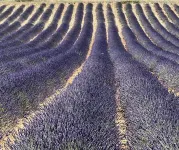 Pretty house with garden - Le Clos Du Moulin 2 Hotels in Entraigues-Sur-La-Sorgue