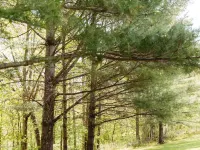 Lumber Lodge RRG - COMFY WOODSY STAY - in RRG/Auxier Hotels in Wolfe County