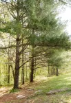 Lumber Lodge RRG - COMFY WOODSY STAY - in RRG/Auxier