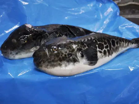 KARAKU Отели рядом с достопримечательностью «Акаши-Кайкио»