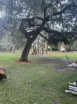 Trees Camper